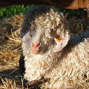 Angora goat (Capra aegagrus hircus), 2021-09-03