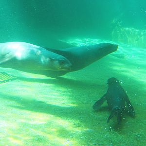 Cape fur seals underwater (Arctocephalus pusillus pusillus), 2021-09-03