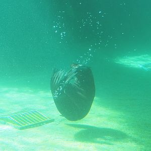 Juvenile Cape fur seal underwater (Arctocephalus pusillus pusillus), 2021-09-03