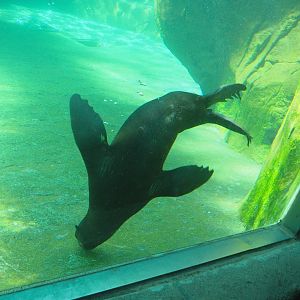 Juvenile Cape fur seal underwater (Arctocephalus pusillus pusillus), 2021-09-03