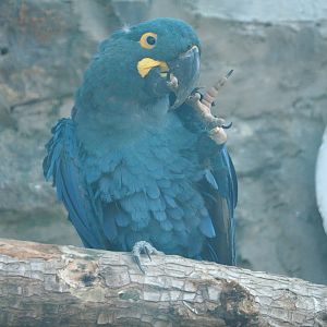 Lear's macaw (Anodorhynchus leari), 2021-09-02