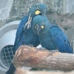 Lear's macaws (Anodorhynchus leari), 2021-09-02