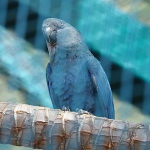 Spix's macaw (Cyanopsitta spixii), 2021-09-02