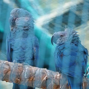 Spix's macaws (Cyanopsitta spixii), 2021-09-02