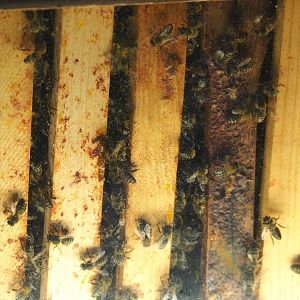 European honey bees in hive (Apis mellifera), 2021-09-02