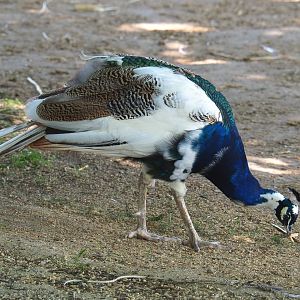 Free-ranging Pied blue peacock rooster (Pavo cristatus), 2021-09-02