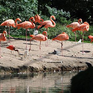 American flamingos (Phoenicopterus ruber), 2021-09-02