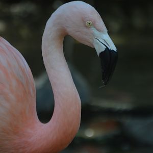 Phoenicopterus chilensis