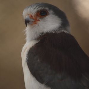 Polihierax semitorquatus