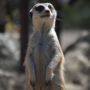 Suricata suricatta suricatta