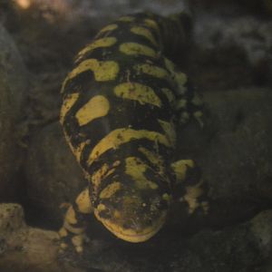 Ambystoma tigrinum