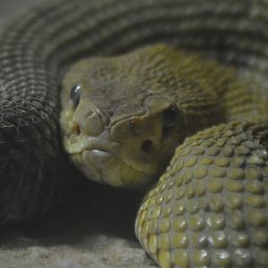 Crotalus basiliscus