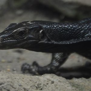 Varanus nuchalis