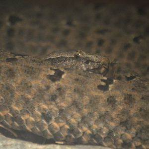 Crotalus lepidus maculosus