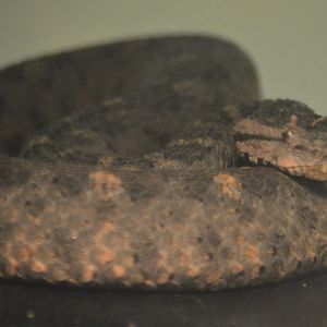 Mixcoatlus melanurus