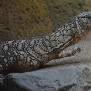 Varanus giganteus