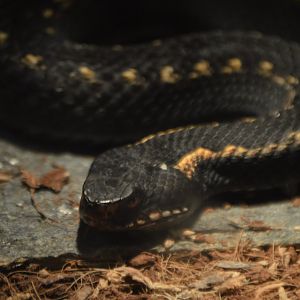Vipera kaznakovi