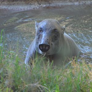 Babyrousa celebensis emerging from a swim