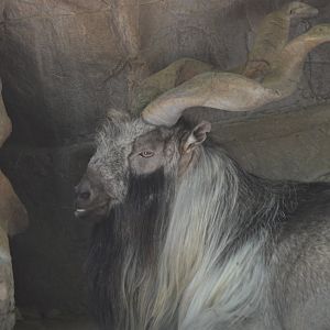 Walter, Capra falconeri heptneri