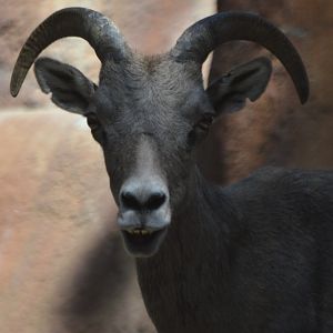 Ovis canadensis nelsoni