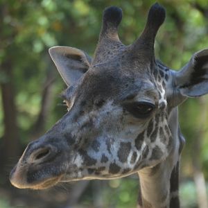 Giraffa camelopardalis tippelskirchi