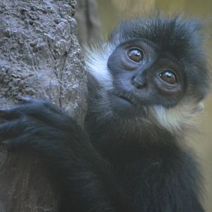 Trachypithecus francoisi