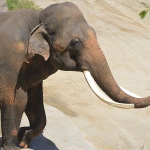 Elephas maximus indicus, Billy