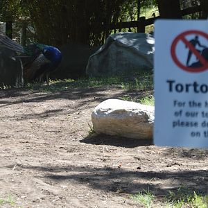 Someone clearly didn't read the sign (Pavo cristatus)