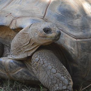 Aldabrachelys gigantea gigantea