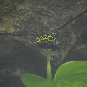 Ranitomeya variabilis