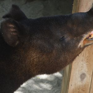 Tapirus pinchaque