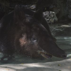 Tapirus pinchaque