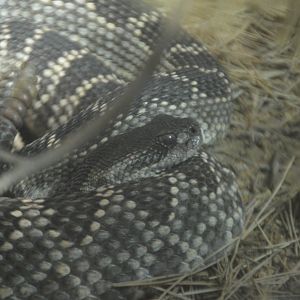 Crotalus helleri