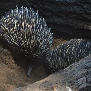 Tachyglossus aculeatus multiaculeatus