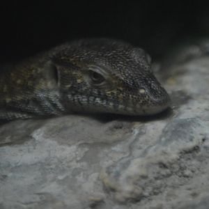 Varanus mertensi