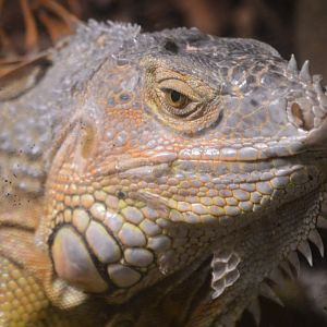 Iguana iguana iguana