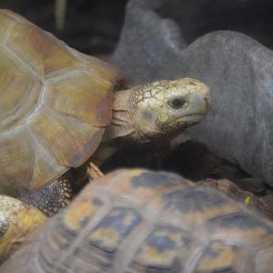 Indotestudo elongata