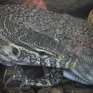 Varanus niloticus
