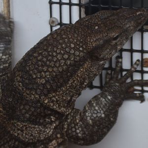 Varanus dumerilii