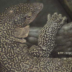 Varanus indicus