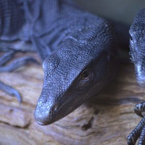 Varanus rudicollis