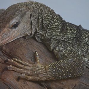 Varanus spinulosus