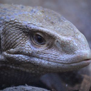Varanus exanthematicus