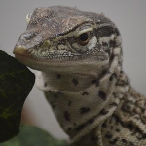 Varanus gouldii flavirufus