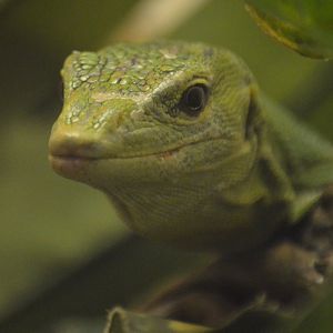 Varanus prasinus