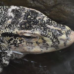 Varanus salvator marcomaculatus