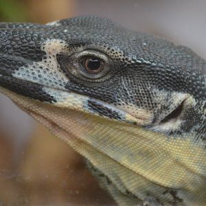 Varanus varius