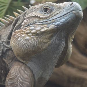 Cyclura cornuta x lewisi