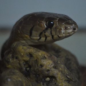 Drymarchon melanurus melanurus