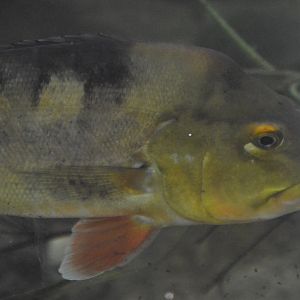 Cichla ocellaris